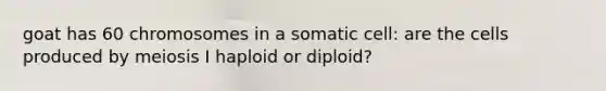 goat has 60 chromosomes in a somatic cell: are the cells produced by meiosis I haploid or diploid?