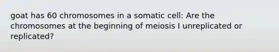 goat has 60 chromosomes in a somatic cell: Are the chromosomes at the beginning of meiosis I unreplicated or replicated?