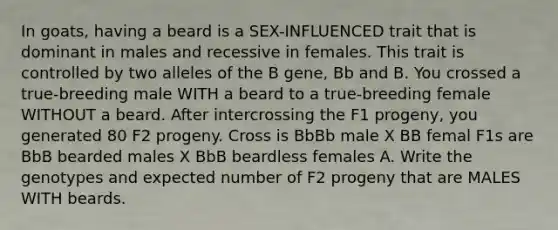 In goats, having a beard is a SEX-INFLUENCED trait that is dominant in males and recessive in females. This trait is controlled by two alleles of the B gene, Bb and B. You crossed a true-breeding male WITH a beard to a true-breeding female WITHOUT a beard. After intercrossing the F1 progeny, you generated 80 F2 progeny. Cross is BbBb male X BB femal F1s are BbB bearded males X BbB beardless females A. Write the genotypes and expected number of F2 progeny that are MALES WITH beards.