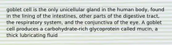 goblet cell is the only unicellular gland in the human body, found in the lining of the intestines, other parts of the digestive tract, the respiratory system, and the conjunctiva of the eye. A goblet cell produces a carbohydrate-rich glycoprotein called mucin, a thick lubricating fluid