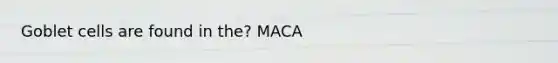 Goblet cells are found in the? MACA