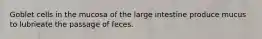 Goblet cells in the mucosa of the large intestine produce mucus to lubrieate the passage of feces.