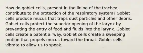 How do goblet cells, present in the lining of the trachea, contribute to the protection of the respiratory system? Goblet cells produce mucus that traps dust particles and other debris. Goblet cells protect the superior opening of the larynx by preventing the entry of food and fluids into the larynx. Goblet cells create a patent airway. Goblet cells create a sweeping motion that propels mucus toward the throat. Goblet cells vibrate to allow us to speak.