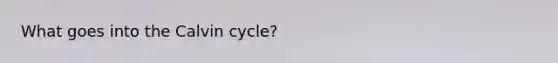 What goes into the Calvin cycle?