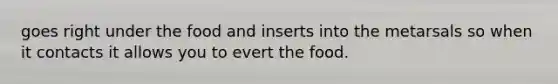 goes right under the food and inserts into the metarsals so when it contacts it allows you to evert the food.