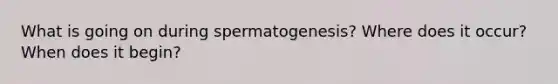 What is going on during spermatogenesis? Where does it occur? When does it begin?