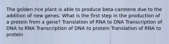 The golden rice plant is able to produce beta-carotene due to the addition of new genes. What is the first step in the production of a protein from a gene? Translation of RNA to DNA Transcription of DNA to RNA Transcription of DNA to protein Translation of RNA to protein