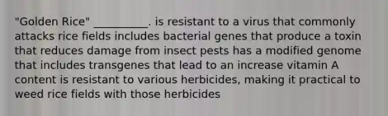 "Golden Rice" __________. is resistant to a virus that commonly attacks rice fields includes bacterial genes that produce a toxin that reduces damage from insect pests has a modified genome that includes transgenes that lead to an increase vitamin A content is resistant to various herbicides, making it practical to weed rice fields with those herbicides