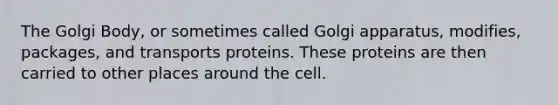 The Golgi Body, or sometimes called Golgi apparatus, modifies, packages, and transports proteins. These proteins are then carried to other places around the cell.