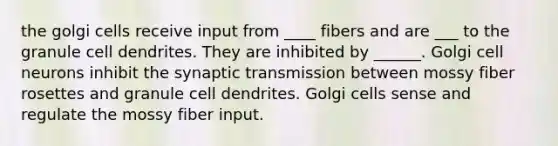 the golgi cells receive input from ____ fibers and are ___ to the granule cell dendrites. They are inhibited by ______. Golgi cell neurons inhibit the synaptic transmission between mossy fiber rosettes and granule cell dendrites. Golgi cells sense and regulate the mossy fiber input.