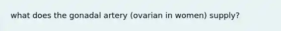 what does the gonadal artery (ovarian in women) supply?