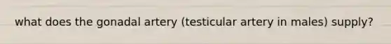 what does the gonadal artery (testicular artery in males) supply?