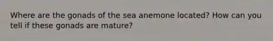 Where are the gonads of the sea anemone located? How can you tell if these gonads are mature?