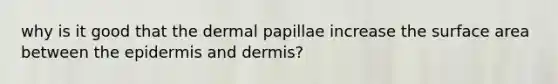 why is it good that the dermal papillae increase the surface area between the epidermis and dermis?