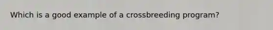 Which is a good example of a crossbreeding program?