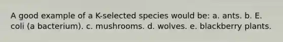 A good example of a K-selected species would be: a. ants. b. E. coli (a bacterium). c. mushrooms. d. wolves. e. blackberry plants.