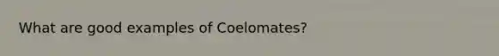 What are good examples of Coelomates?