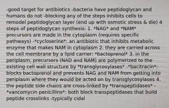 -good target for antibiotics -bacteria have peptidoglycan and humans do not -blocking any of the steps inhibits cells to remodel peptidoglycan layer (end up with osmotic stress & die) 4 steps of peptidoglycan synthesis: 1. *NAG* and *NAM* precursors are made in the cytoplasm (requires specific pathways) -*cycloserine*: an antibiotic that inhibits metabolic enzyme that makes NAM in cytoplasm 2. they are carried across the cell membrane by a lipid carrier: *bactoprenol* 3. in the periplasm, precursors (NAD and NAM) are polymerized to the existing cell wall structure by *transglycosylases* -*bacitracin*: blocks bactoprenol and prevents NAG and NAM from getting into periplasm where they would be acted on by transglycosylases 4. the peptide side chains are cross-linked by *transpeptidases* -*vancomycin penicillins*: both block transpeptidases that build peptide crosslinks -typically cidal