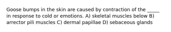 Goose bumps in the skin are caused by contraction of the _____ in response to cold or emotions. A) skeletal muscles below B) arrector pili muscles C) dermal papillae D) sebaceous glands