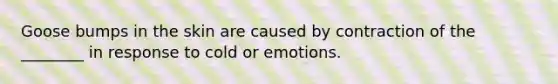 Goose bumps in the skin are caused by contraction of the ________ in response to cold or emotions.