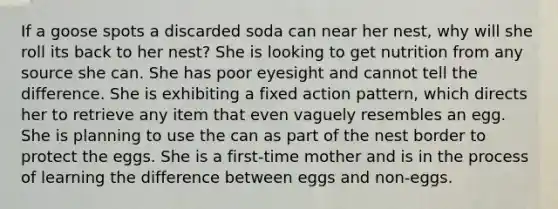 If a goose spots a discarded soda can near her nest, why will she roll its back to her nest? She is looking to get nutrition from any source she can. She has poor eyesight and cannot tell the difference. She is exhibiting a fixed action pattern, which directs her to retrieve any item that even vaguely resembles an egg. She is planning to use the can as part of the nest border to protect the eggs. She is a first-time mother and is in the process of learning the difference between eggs and non-eggs.