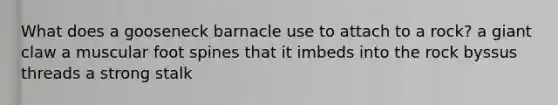 What does a gooseneck barnacle use to attach to a rock? a giant claw a muscular foot spines that it imbeds into the rock byssus threads a strong stalk