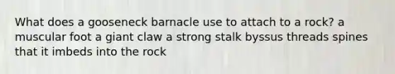 What does a gooseneck barnacle use to attach to a rock? a muscular foot a giant claw a strong stalk byssus threads spines that it imbeds into the rock