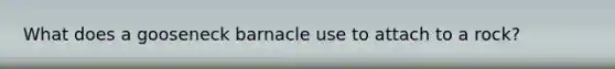 What does a gooseneck barnacle use to attach to a rock?