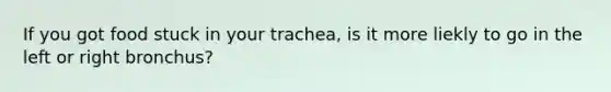 If you got food stuck in your trachea, is it more liekly to go in the left or right bronchus?