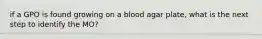 if a GPO is found growing on a blood agar plate, what is the next step to identify the MO?