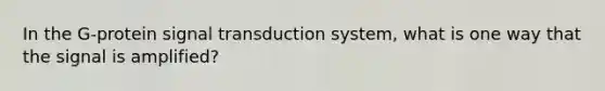 In the G-protein signal transduction system, what is one way that the signal is amplified?