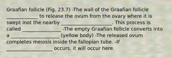 Graafian follicle (Fig. 23.7) -The wall of the Graafian follicle _____________ to release the ovum from the ovary where it is swept inot the nearby _____________________. This process is called ________________ -The empty Graafian follicle converts into a ____________________ (yellow body) -The released ovum completes meiosis inside the fallopian tube. -If ___________________ occurs, it will occur here.