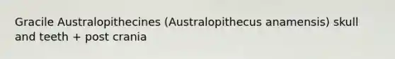 Gracile Australopithecines (Australopithecus anamensis) skull and teeth + post crania