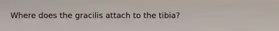 Where does the gracilis attach to the tibia?