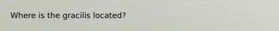 Where is the gracilis located?