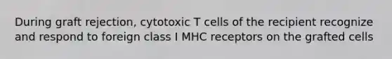 During graft rejection, cytotoxic T cells of the recipient recognize and respond to foreign class I MHC receptors on the grafted cells