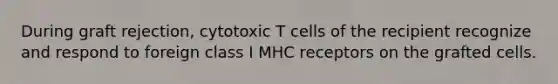 During graft rejection, cytotoxic T cells of the recipient recognize and respond to foreign class I MHC receptors on the grafted cells.