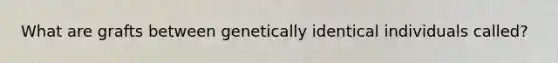 What are grafts between genetically identical individuals called?