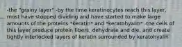 -the "grainy layer" -by the time keratinocytes reach this layer, most have stopped dividing and have started to make large amounts of the proteins *keratin* and *keratohyalin* -the cells of this layer produce protein fibers, dehydrate and die, and create tightly interlocked layers of keratin surrounded by keratohyalin