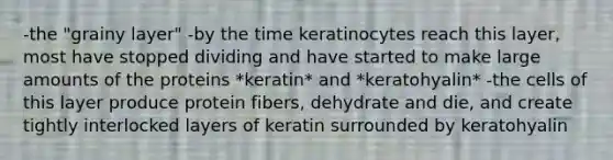 -the "grainy layer" -by the time keratinocytes reach this layer, most have stopped dividing and have started to make large amounts of the proteins *keratin* and *keratohyalin* -the cells of this layer produce protein fibers, dehydrate and die, and create tightly interlocked layers of keratin surrounded by keratohyalin