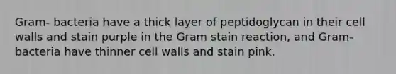 Gram- bacteria have a thick layer of peptidoglycan in their cell walls and stain purple in the Gram stain reaction, and Gram- bacteria have thinner cell walls and stain pink.