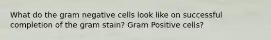 What do the gram negative cells look like on successful completion of the gram stain? Gram Positive cells?