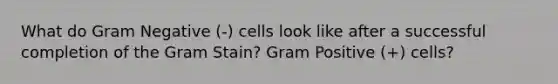 What do Gram Negative (-) cells look like after a successful completion of the Gram Stain? Gram Positive (+) cells?