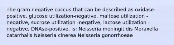 The gram negative coccus that can be described as oxidase-positive, glucose utilization-negative, maltose utilization -negative, sucrose utilization -negative, lactose utilization -negative, DNAse-positive, is: Neisseria meningitidis Moraxella catarrhalis Neisseria cinerea Neisseria gonorrhoeae