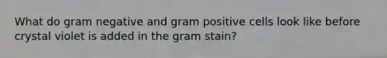 What do gram negative and gram positive cells look like before crystal violet is added in the gram stain?