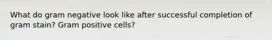 What do gram negative look like after successful completion of gram stain? Gram positive cells?