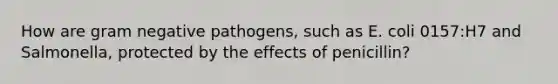 How are gram negative pathogens, such as E. coli 0157:H7 and Salmonella, protected by the effects of penicillin?