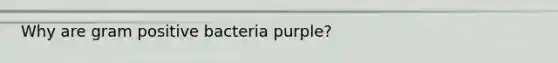 Why are gram positive bacteria purple?