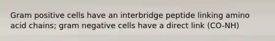 Gram positive cells have an interbridge peptide linking amino acid chains; gram negative cells have a direct link (CO-NH)