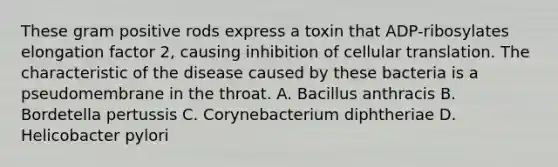 These gram positive rods express a toxin that ADP-ribosylates elongation factor 2, causing inhibition of cellular translation. The characteristic of the disease caused by these bacteria is a pseudomembrane in the throat. A. Bacillus anthracis B. Bordetella pertussis C. Corynebacterium diphtheriae D. Helicobacter pylori